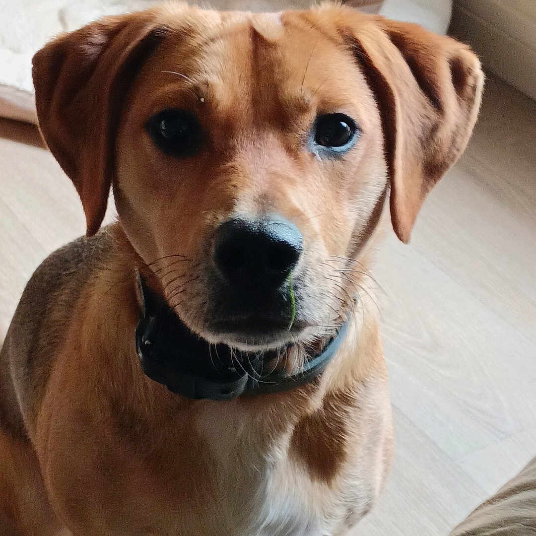 Sky participe au concours pour gagner de l'argent avec cette photo : animal, brown_dog, canine, collar, curious, dog, dog_bed, domestic, ears, floor, fur, home, indoor, light, looking, pet, sitting, snout, whiskers, wooden_floor