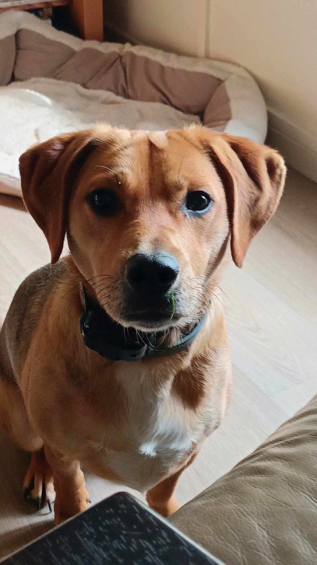 Sky participe au concours pour gagner de l'argent avec cette photo : dog, brown_dog, pet, indoor, floor, dog_bed, collar, curious, animal, canine, sitting, looking, ears, fur, snout, whiskers, domestic, home, light, wooden_floor