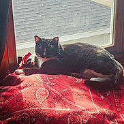 Precious is registered to the contest to win money with this photo: animal, architecture, bed, bedroom, blanket, building, cat, couch, cushion, furniture, homedecor, housing, indoors, linen, outdoors, pet, quilt, room, shelter, window