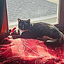 animal, architecture, bed, bedroom, blanket, building, cat, couch, cushion, furniture, homedecor, housing, indoors, linen, outdoors, pet, quilt, room, shelter, window