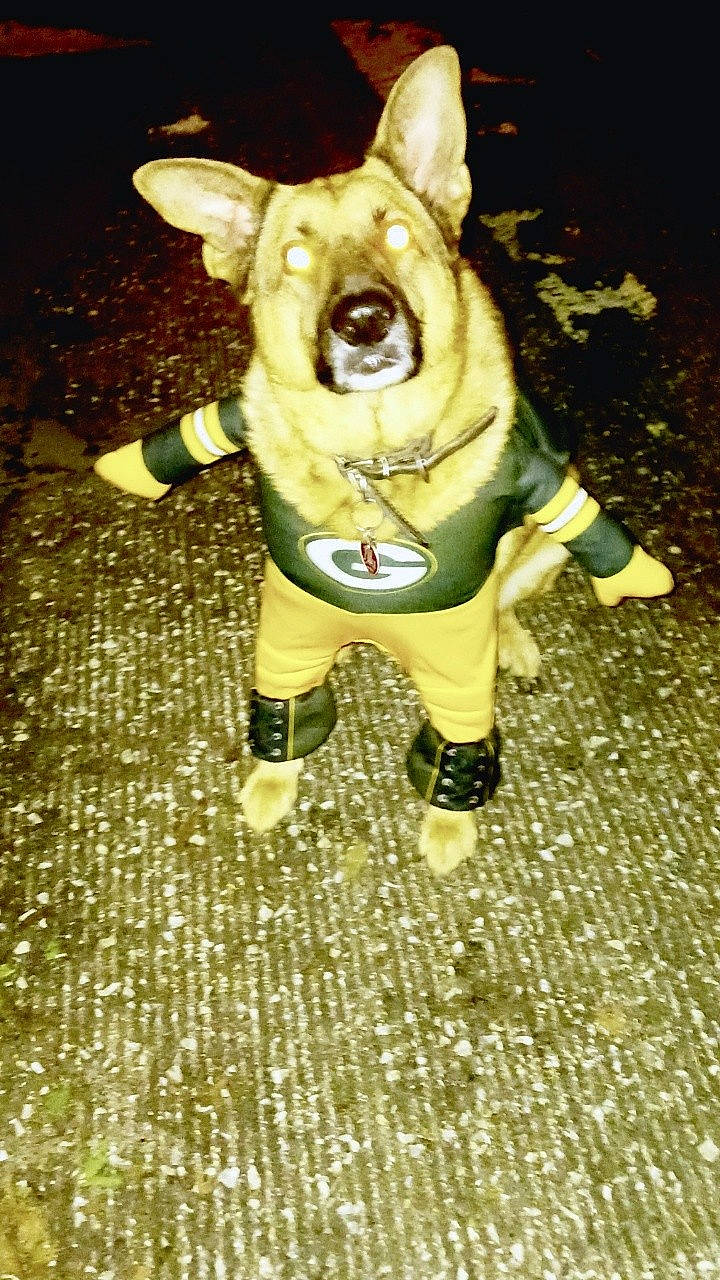 Kana Chomyn is registered to the contest to win money with this photo: animation, canidae, companion_dog, costume, dog, dog_breed, dog_supply, fawn, fictional_character, figurine, fur, grass, headgear, personal_protective_equipment, snout, tail, terrestrial_animal, toy, toy_dog, working_animal