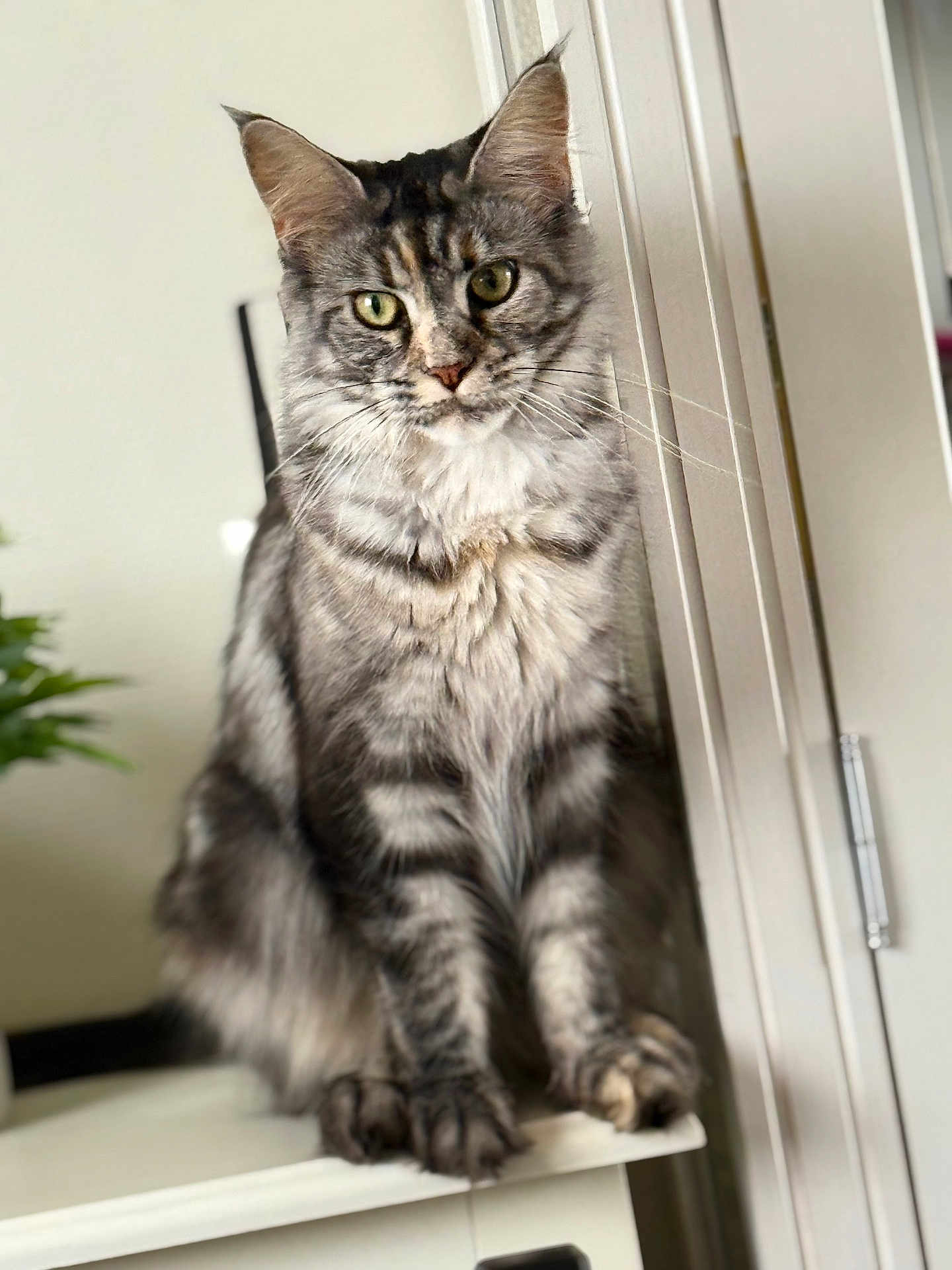 Zelda
