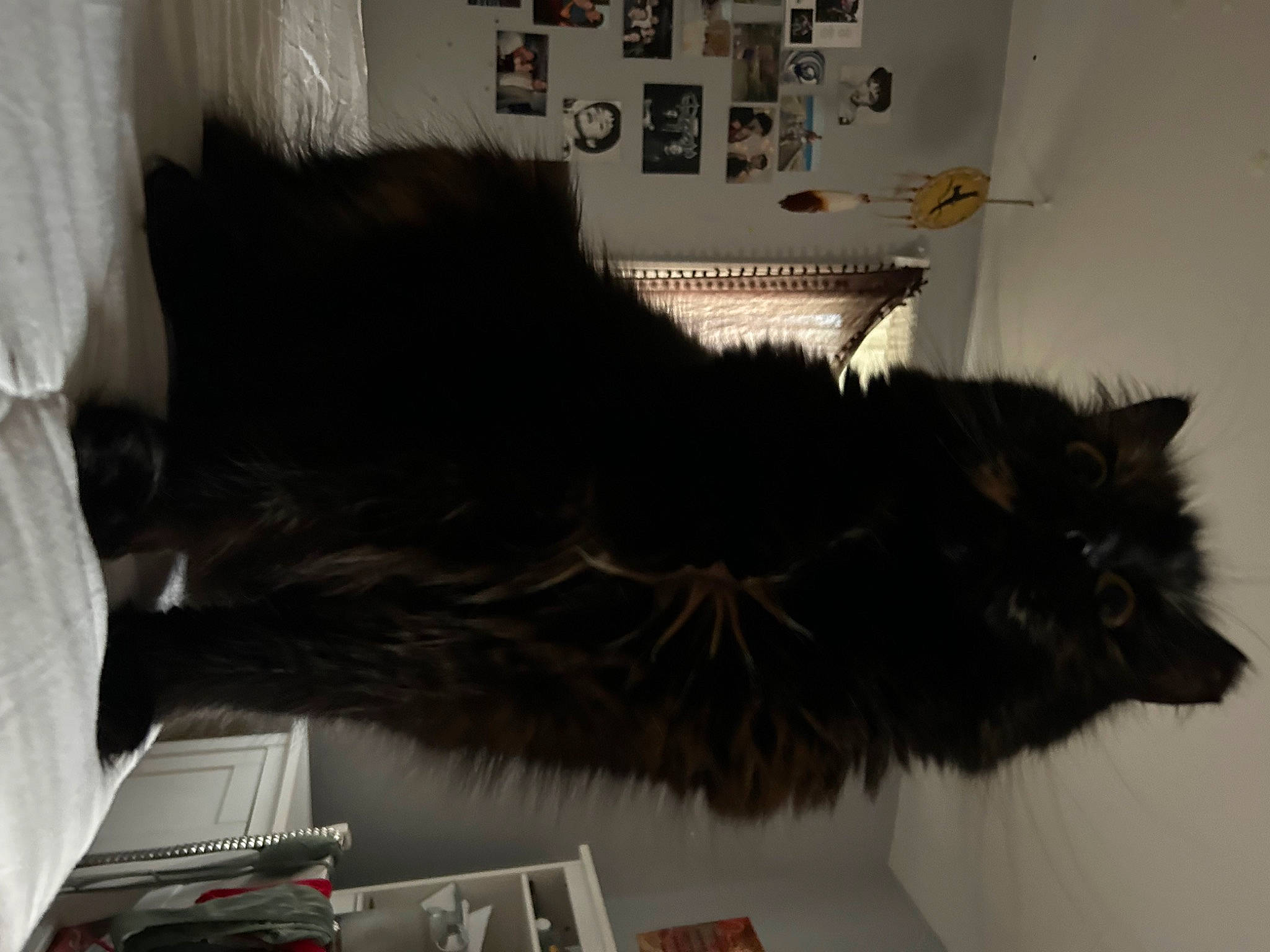 Luna is registered to the contest to win money with this photo: carnivore, cat, claw, feather, felidae, fur, grey, room, small_to_medium_sized_cats, tail, whiskers