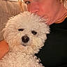 Chip is registered to the contest to win money with this photo: affection, black_shirt, closeup, couch, curly_fur, curly_hair, dog, face, furniture, gold_earrings, home, human, indoor, kiss, lamp, patterned_wallpaper, pet, relaxing, white_dog, woman