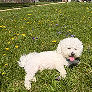 Chip joined the competition — help win amazing prizes! animal, canine, dandelions, daytime, dog, fluffy, grass, greenery, happy, meadow, nature, outdoor, pet, playing, relaxed, summer, sunny, tongue_out, white_dog, wildflowers
