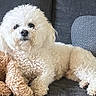 Chip is registered to the contest to win money with this photo: animal, brown_dog, companion, couch, cozy, curly_fur, cute, dog, domestic_animal, fluffy, furniture, indoor, living_room, lying_down, pet, portrait, relaxed, resting, two_dogs, white_dog