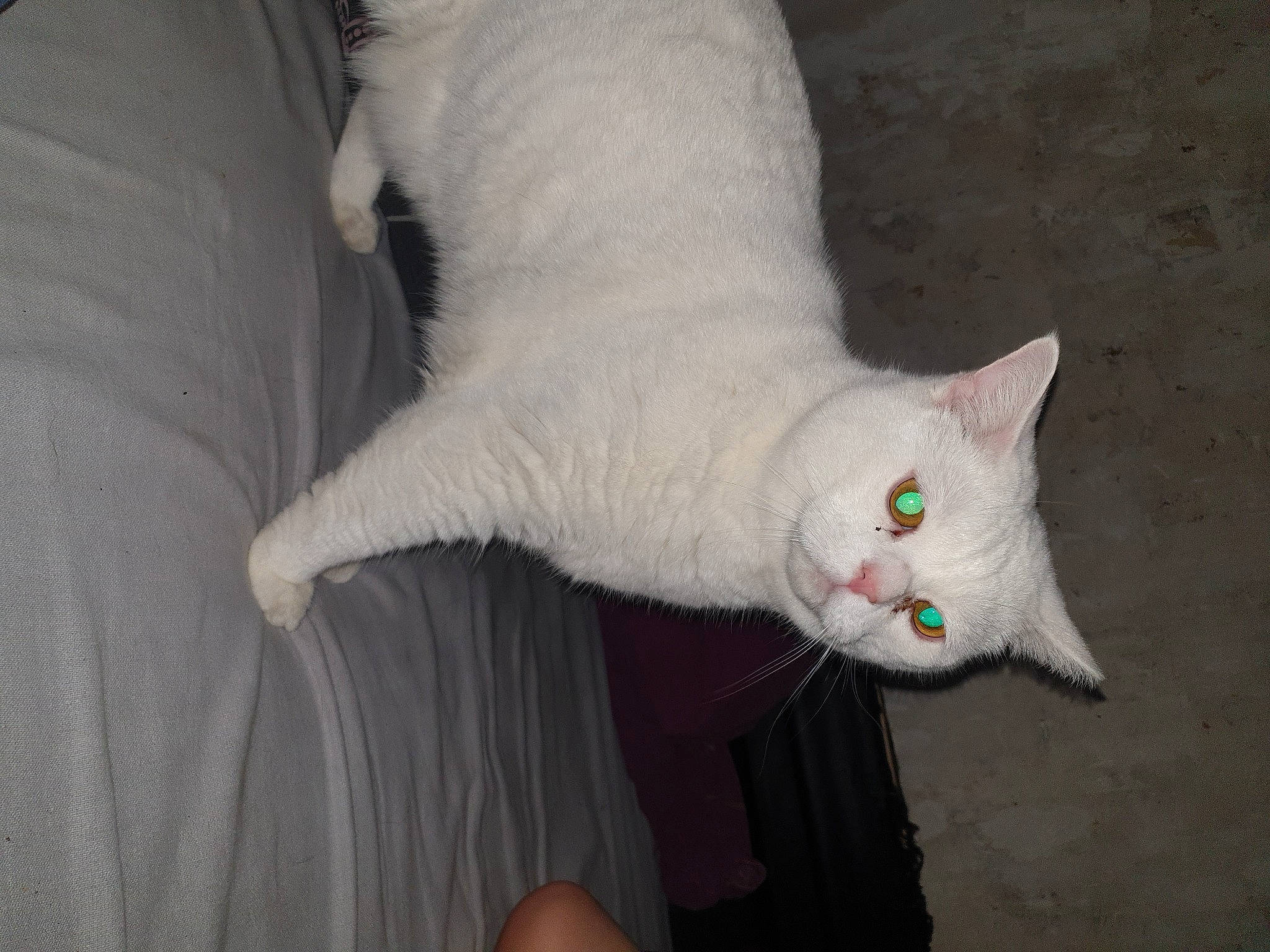 Neige a rejoint le concours — aidez-le/la à gagner de superbes lots ! burmilla, carnivore, cat, colorpoint_shorthair, domestic_short_haired_cat, eye, felidae, fur, khao_manee, mammal, small_to_medium_sized_cats, tail, turkish_angora, turkish_van, vertebrate, whiskers, white