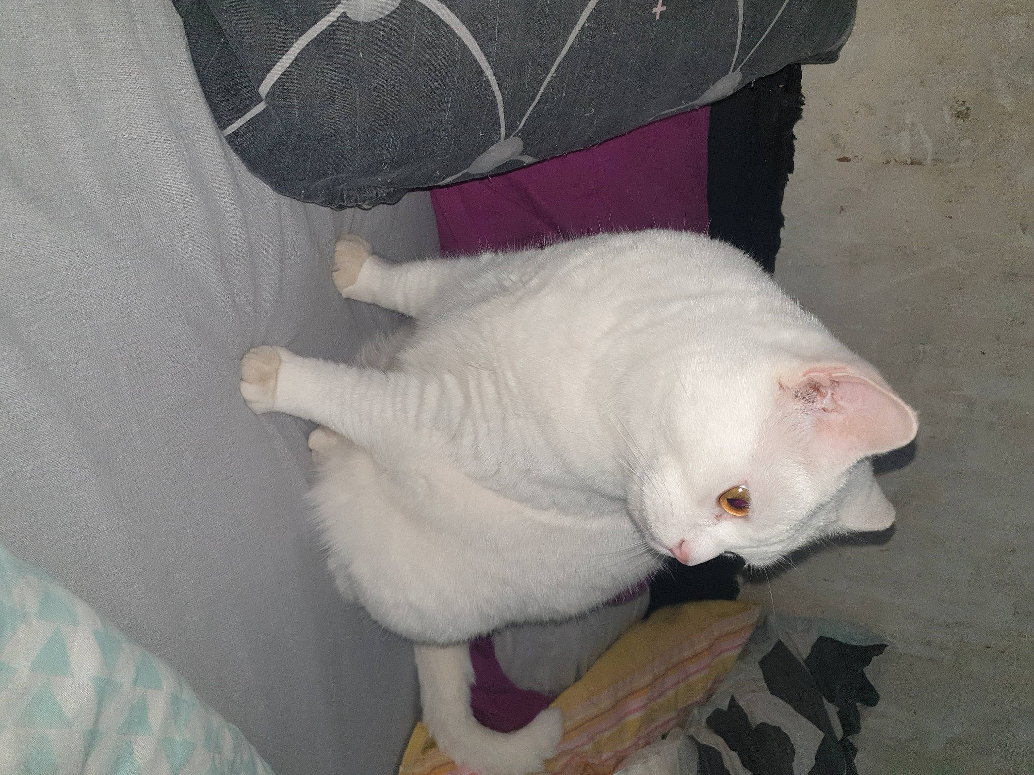 Neige a rejoint le concours — aidez-le/la à gagner de superbes lots ! burmilla, carnivore, cat, fawn, felidae, khao_manee, kitten, small_to_medium_sized_cats, tail, turkish_angora, turkish_van, whiskers, white