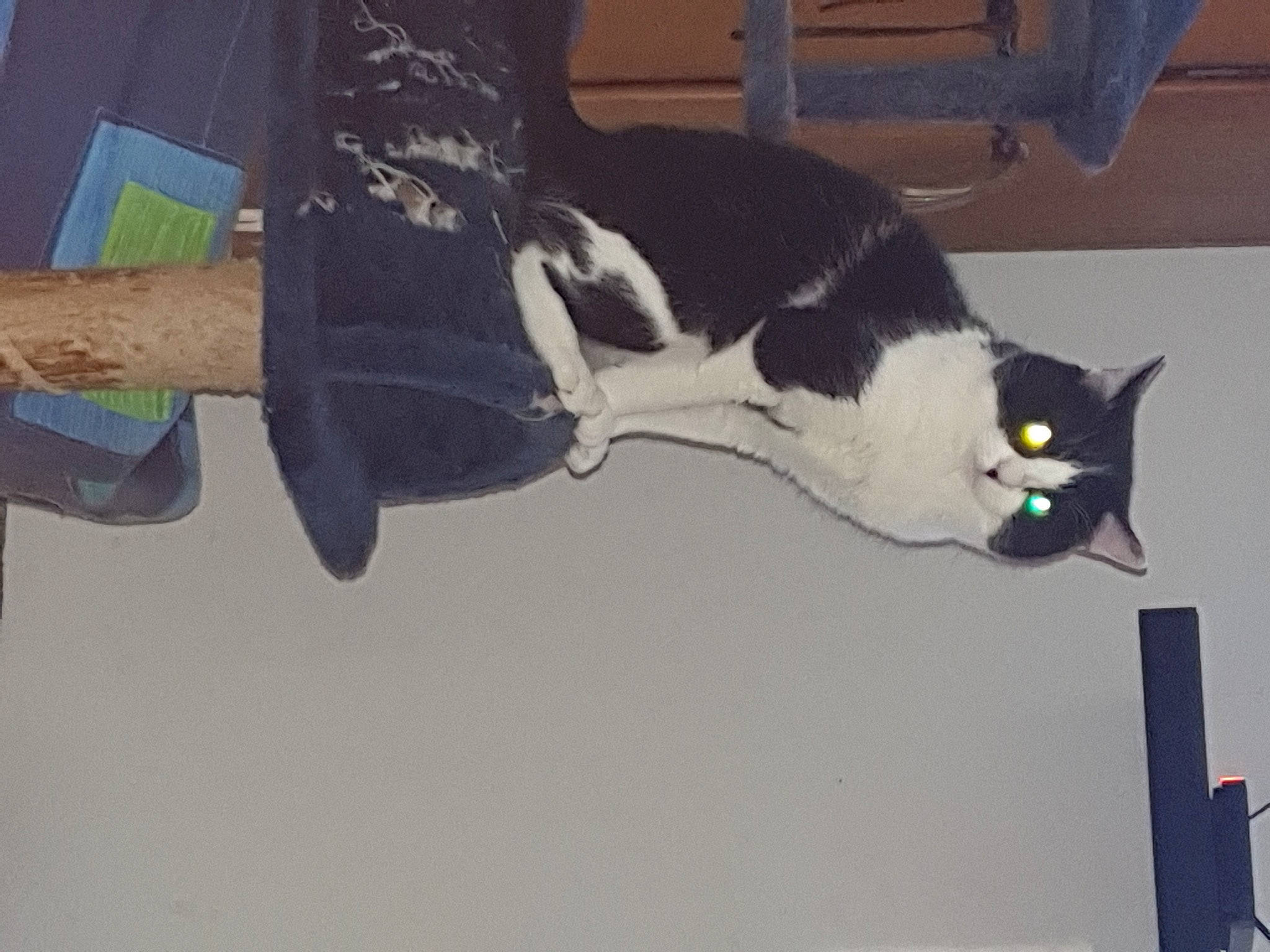 Félix participe au concours pour gagner de l'argent avec cette photo : art, black_cat, carnivore, cat, domestic_short_haired_cat, felidae, kitten, mural, paint, sky, small_to_medium_sized_cats, square, tail, tree, whiskers