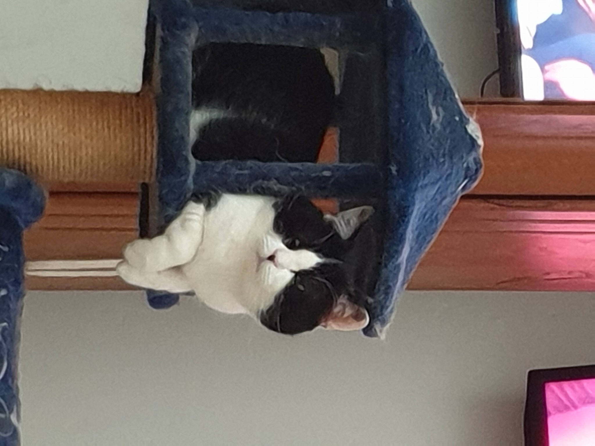 Félix participe au concours pour gagner de l'argent avec cette photo : black_cat, carnivore, cat, comfort, companion_dog, felidae, fur, kitten, leg, small_to_medium_sized_cats, square, tail