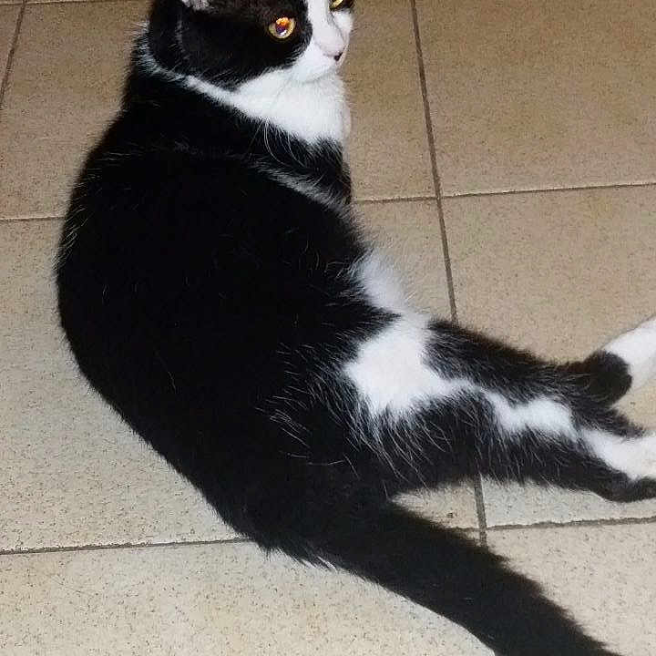 Félix