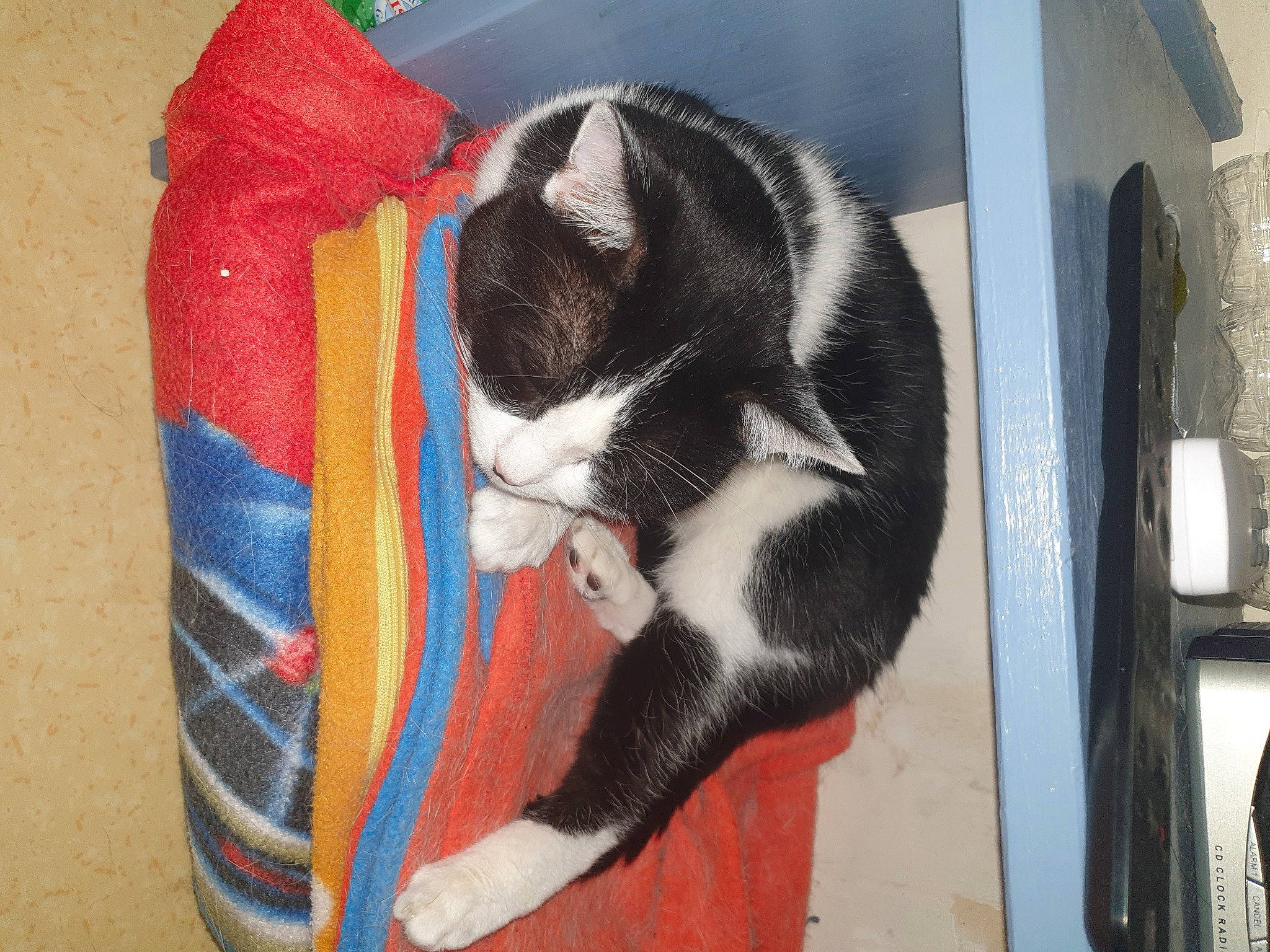 Félix participe au concours pour gagner de l'argent avec cette photo : carnivore, cat, domestic_short_haired_cat, felidae, small_to_medium_sized_cats, snout, tail, whiskers