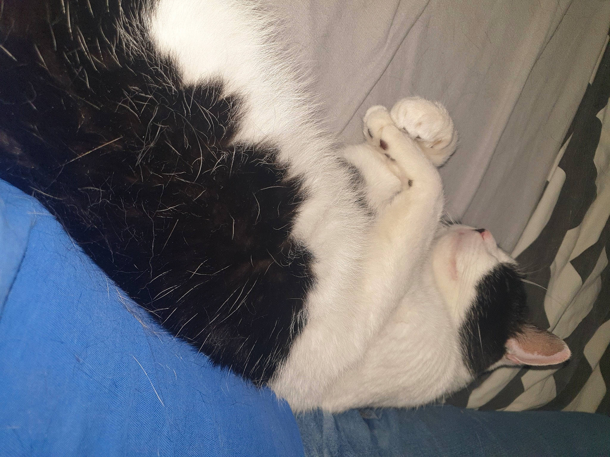 Félix participe au concours pour gagner de l'argent avec cette photo : canidae, carnivore, cat, claw, dog_breed, felidae, fur, landseer, paw, polydactyl_cat, small_to_medium_sized_cats, snout, tail, tornjak, whiskers