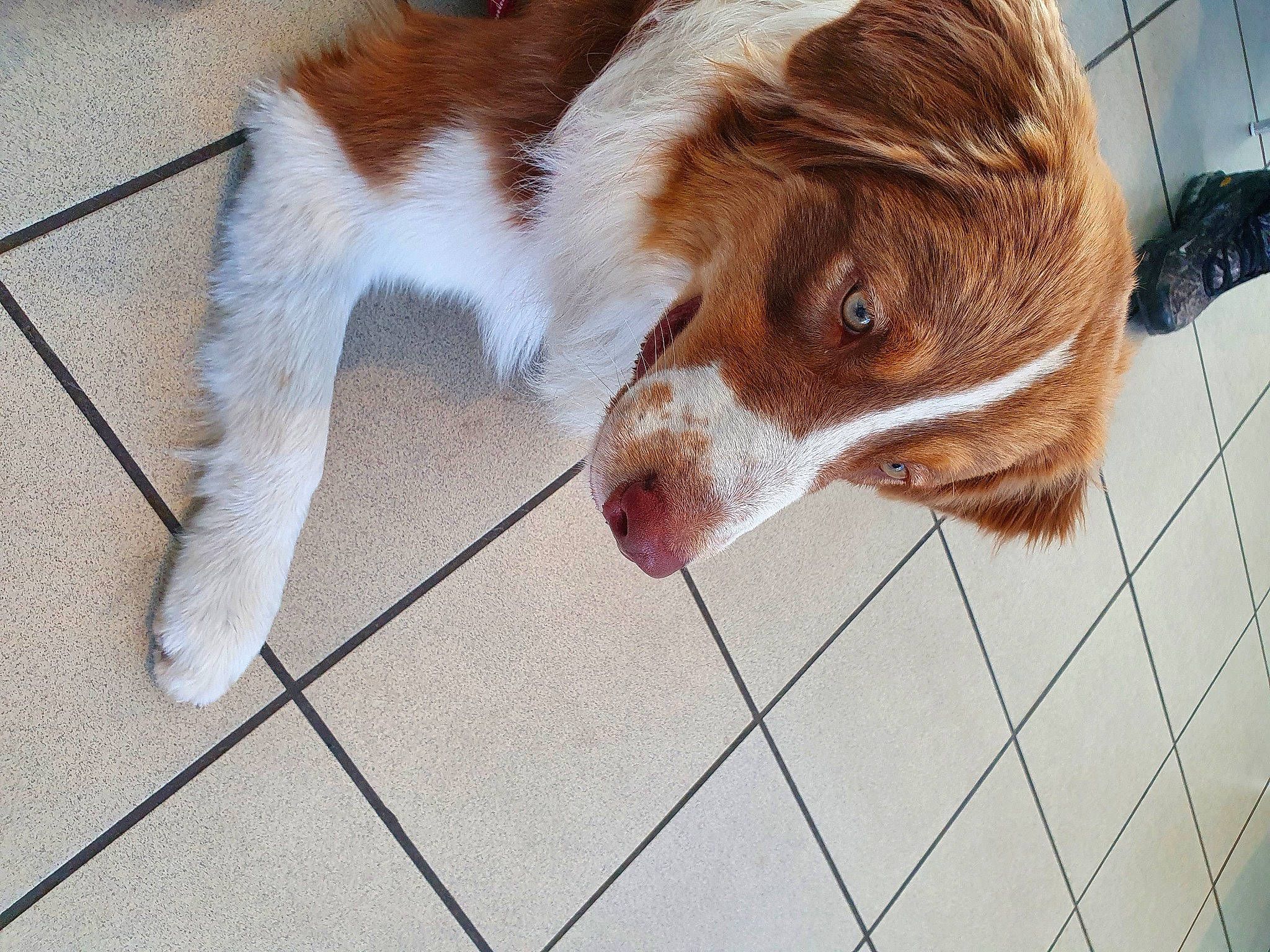 Sherlock participe au concours pour gagner de l'argent avec cette photo : brittany, canidae, carnivore, cavalier_king_charles_spaniel, companion_dog, dog, dog_breed, fawn, fence, flooring, flowerpot, fur, herding_dog, houseplant, liver, service, spaniel, sporting_group, whiskers, window