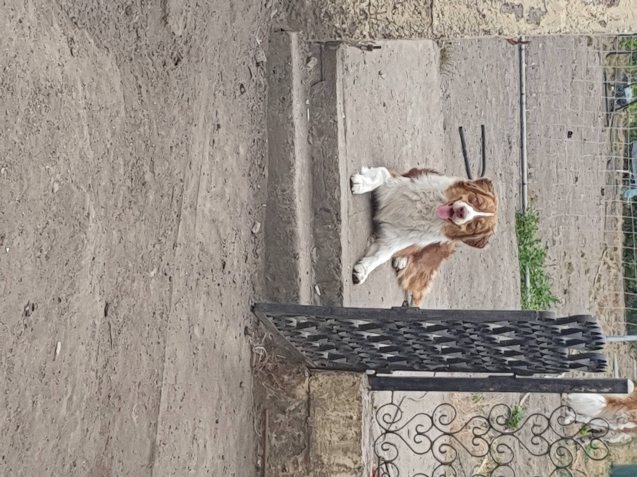 Sherlock participe au concours pour gagner de l'argent avec cette photo : brick, brickwork, carnivore, concrete, door, facade, fawn, felidae, grey, metal, pet_supply, plant, rectangle, small_to_medium_sized_cats, tail, tree, trunk, wildlife, window, wood