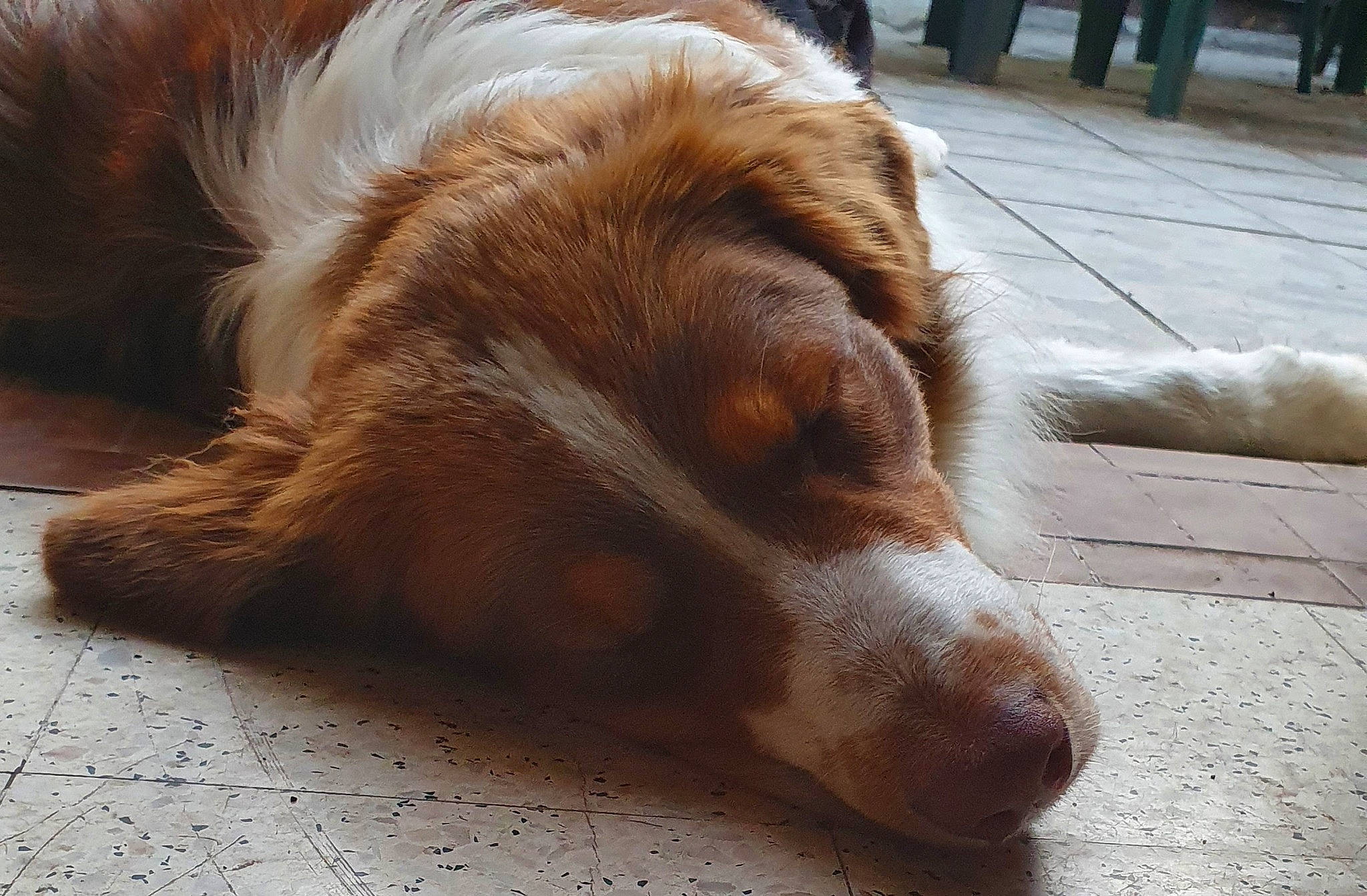 Sherlock participe au concours pour gagner de l'argent avec cette photo : bored, carnivore, comfort, companion_dog, dog, dog_breed, flooring, fur, gun_dog, hardwood, liver, paw, plant, snout, spaniel, sporting_group, terrestrial_animal, whiskers, wood, working_dog