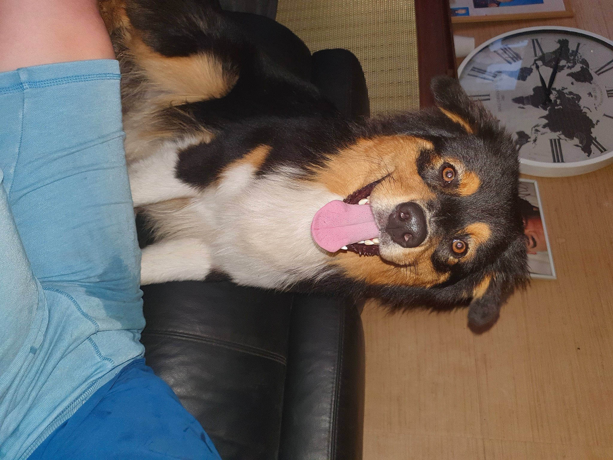 Shadow participe au concours pour gagner de l'argent avec cette photo : carnivore, clock, collar, comfort, companion_dog, dog, dog_breed, fawn, felidae, flooring, foot, fur, human_leg, lap, paw, small_to_medium_sized_cats, snout, tail, whiskers, wood