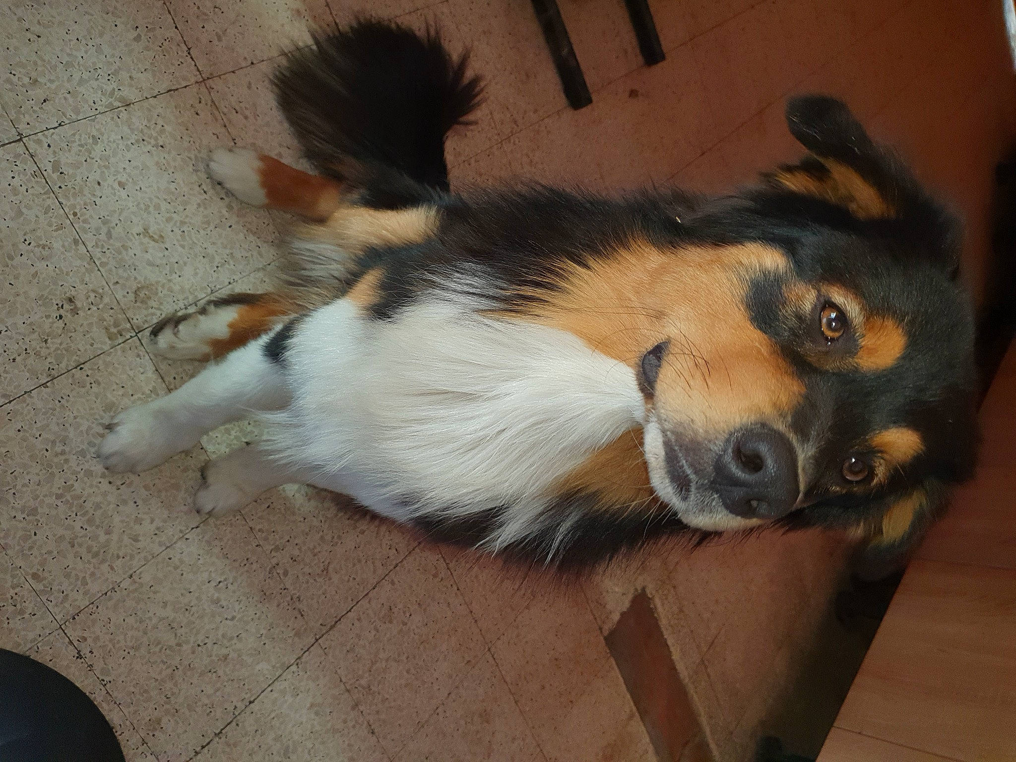 Shadow a rejoint le concours — aidez-le/la à gagner de superbes lots ! canidae, carnivore, claw, companion_dog, dog, dog_breed, fawn, flooring, foot, fur, hardwood, herding_dog, paw, snout, sporting_group, tail, terrestrial_animal, whiskers, wood, working_dog