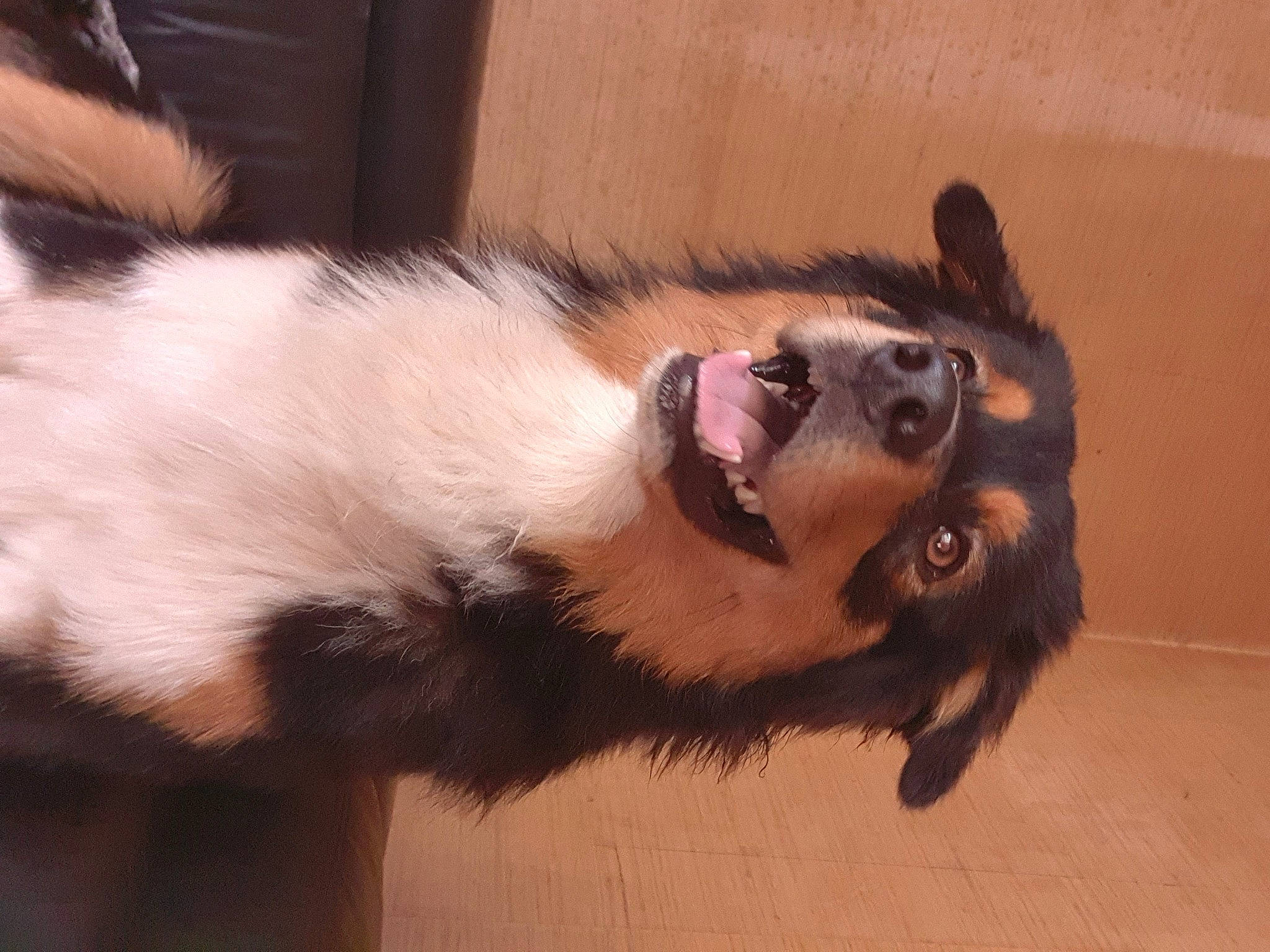 Shadow a rejoint le concours — aidez-le/la à gagner de superbes lots ! canidae, carnivore, claw, comfort, companion_dog, dog, dog_breed, ear, fawn, foot, fur, paw, pet_supply, snout, sporting_group, tail, terrestrial_animal, whiskers, wood, working_animal