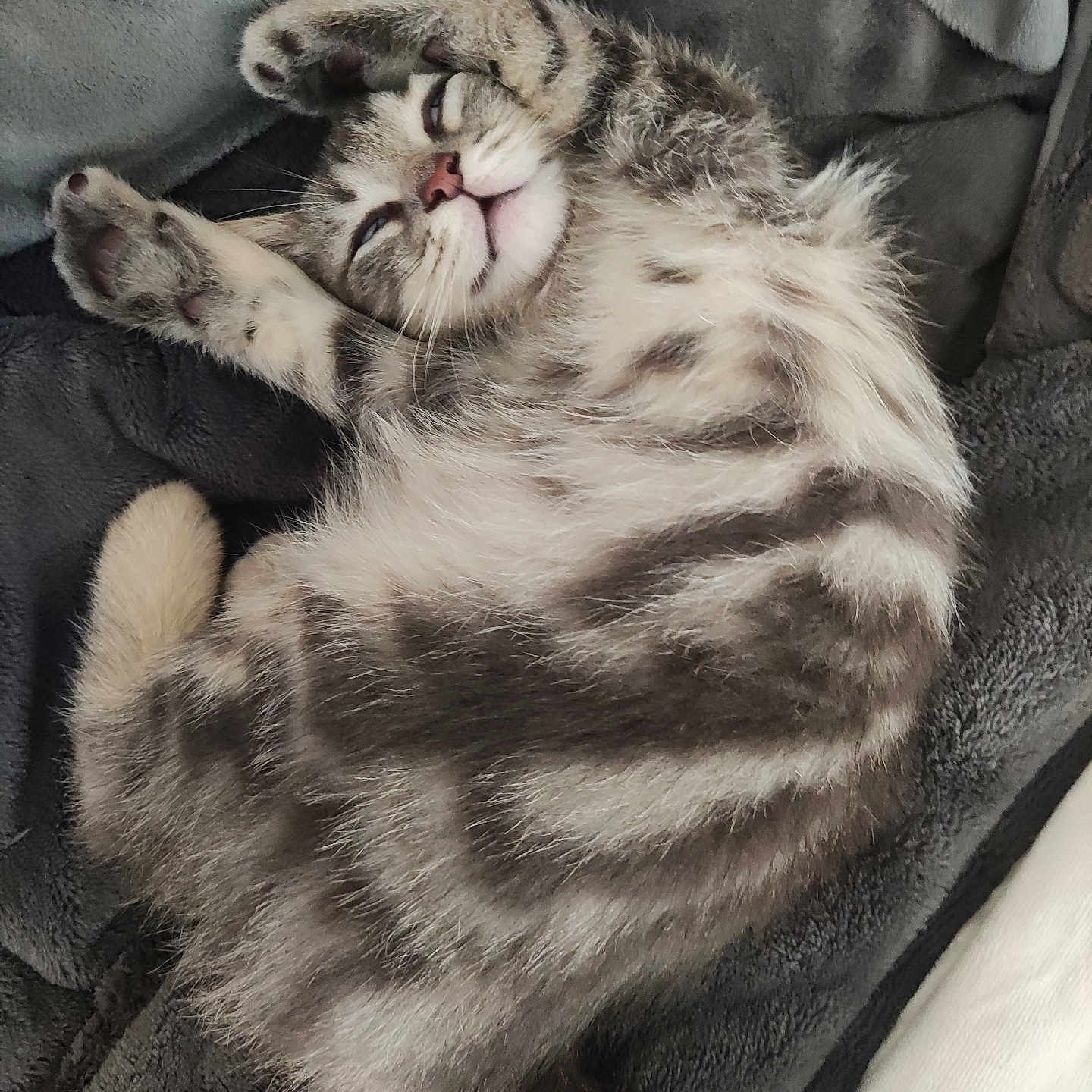 Kaizen participe au concours pour gagner de l'argent avec cette photo : abyssinian, animal, blanket, cat, chair, couch, cushion, face, furniture, head, homedecor, indoors, kitten, manx, person, pet, photography, portrait, siamese, sleeping