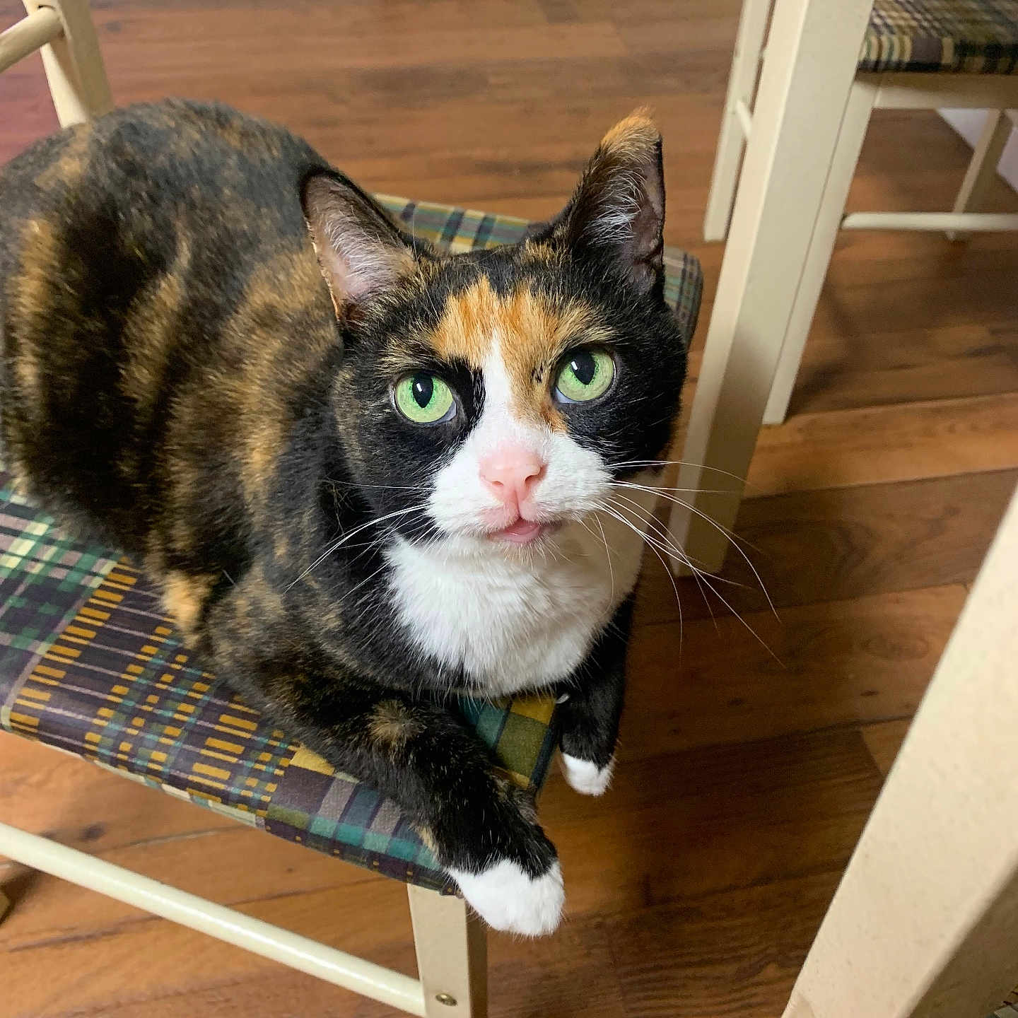 Flower joined the competition — help win amazing prizes! animal, architecture, building, cat, chair, diningtable, furniture, hardwood, house, indoors, interiordesign, kitten, livingroom, manx, pet, plywood, room, stainedwood, table, wood