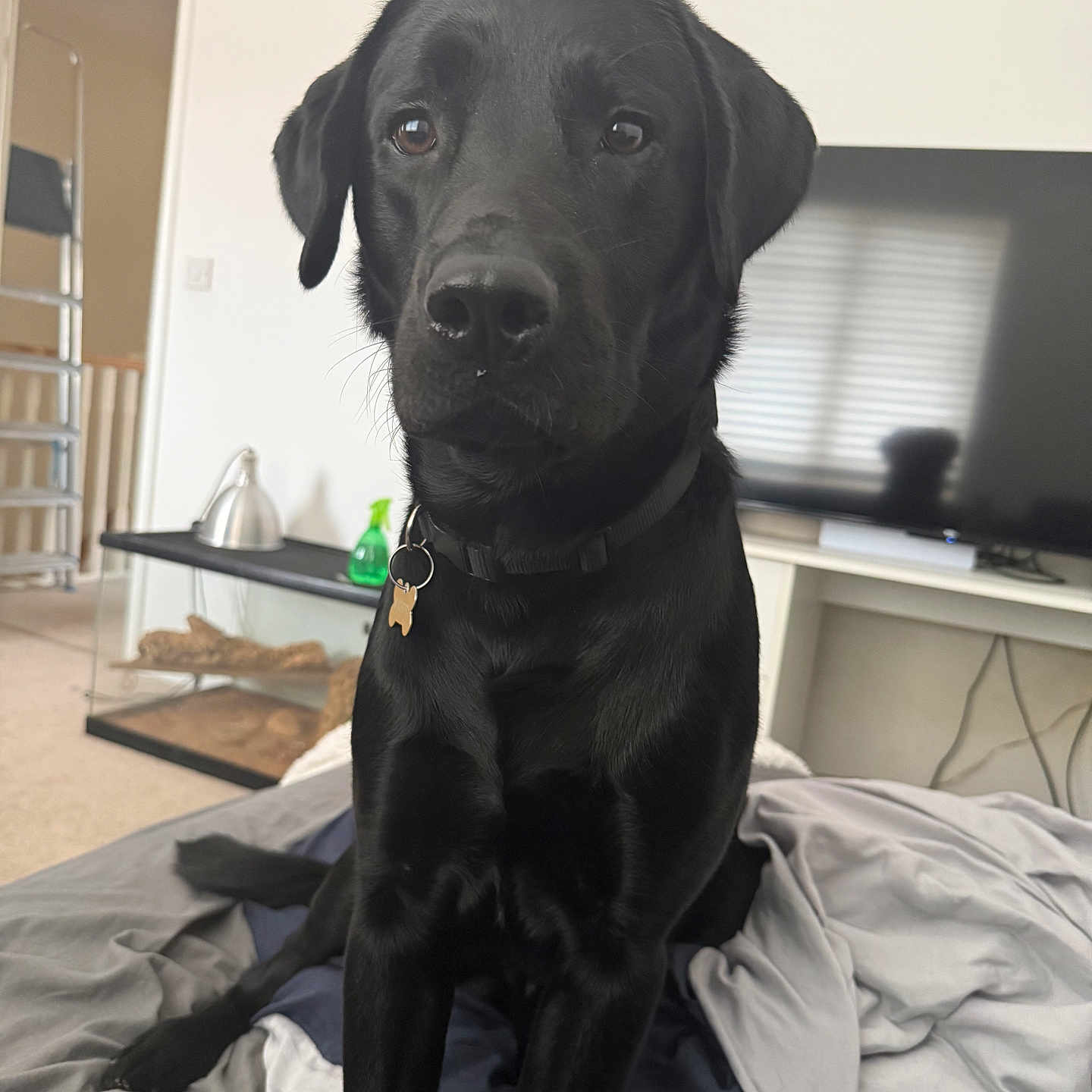 Charlie joined the competition — help win amazing prizes! animal, bed, black_dog, blanket, canine, carpet, collar, curious, dog, domestic_animal, ears, fur, furniture, household, indoor, living_room, pet, resting, tag, television