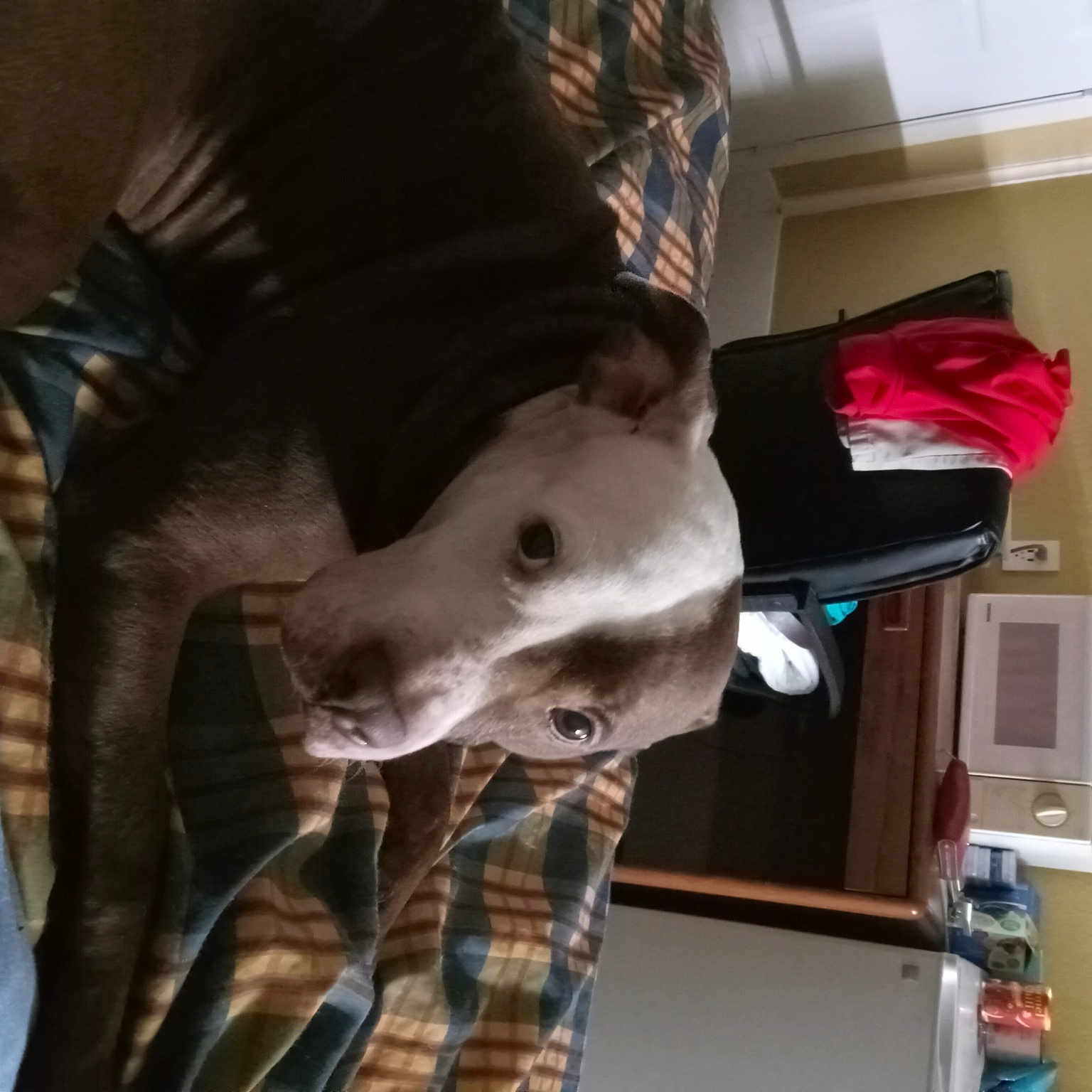 Sadie