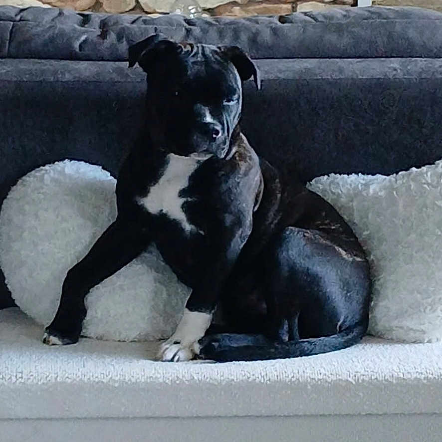 Vanille a rejoint le concours — aidez-le/la à gagner de superbes lots ! animal, black_dog, canine, companion, couch, cozy, dog, domestic, fluffy_pillow, furniture, home, indoor, living_room, pet, pillows, relaxed, resting, seated, stone_wall, white_markings