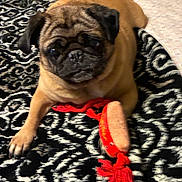 Hella is registered to the contest to win money with this photo: animal, bed, black_face, blanket, brown_dog, cute, dog, ears, fur, indoor, lying_down, pet, playful, plush_toy, pug, resting, rope_toy, small_dog, tail, toy