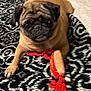 animal, bed, black_face, blanket, brown_dog, cute, dog, ears, fur, indoor, lying_down, pet, playful, plush_toy, pug, resting, rope_toy, small_dog, tail, toy