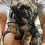 affenpinscher, animal, arm, ball, bodypart, canine, dog, football, person, pet, poodle, puppy, skin, soccer, soccerball, sport, tattoo, terrier, whitedog, wristwatch