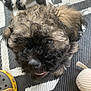affenpinscher, animal, ball, canine, clothing, cockerspaniel, dog, football, footwear, homedecor, pet, poodle, puppy, soccer, soccerball, sport, tennis, tennisball, terrier, whitedog
