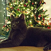 Pelote participe au concours pour gagner de l'argent avec cette photo : abyssinian, accessories, animal, blackcat, cat, christmas, christmasdecorations, christmastree, conifer, couch, festival, fir, furniture, hardwood, lighting, manx, pet, plant, tree, wood