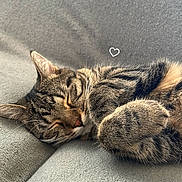 Noush a rejoint le concours — aidez-le/la à gagner de superbes lots ! animal, cat, closeup, couch, cozy, cute, domestic_animal, fur, furniture, gray, indoor, nap, paw, pet, relaxation, resting, sleeping, soft_texture, tabby_cat, whiskers