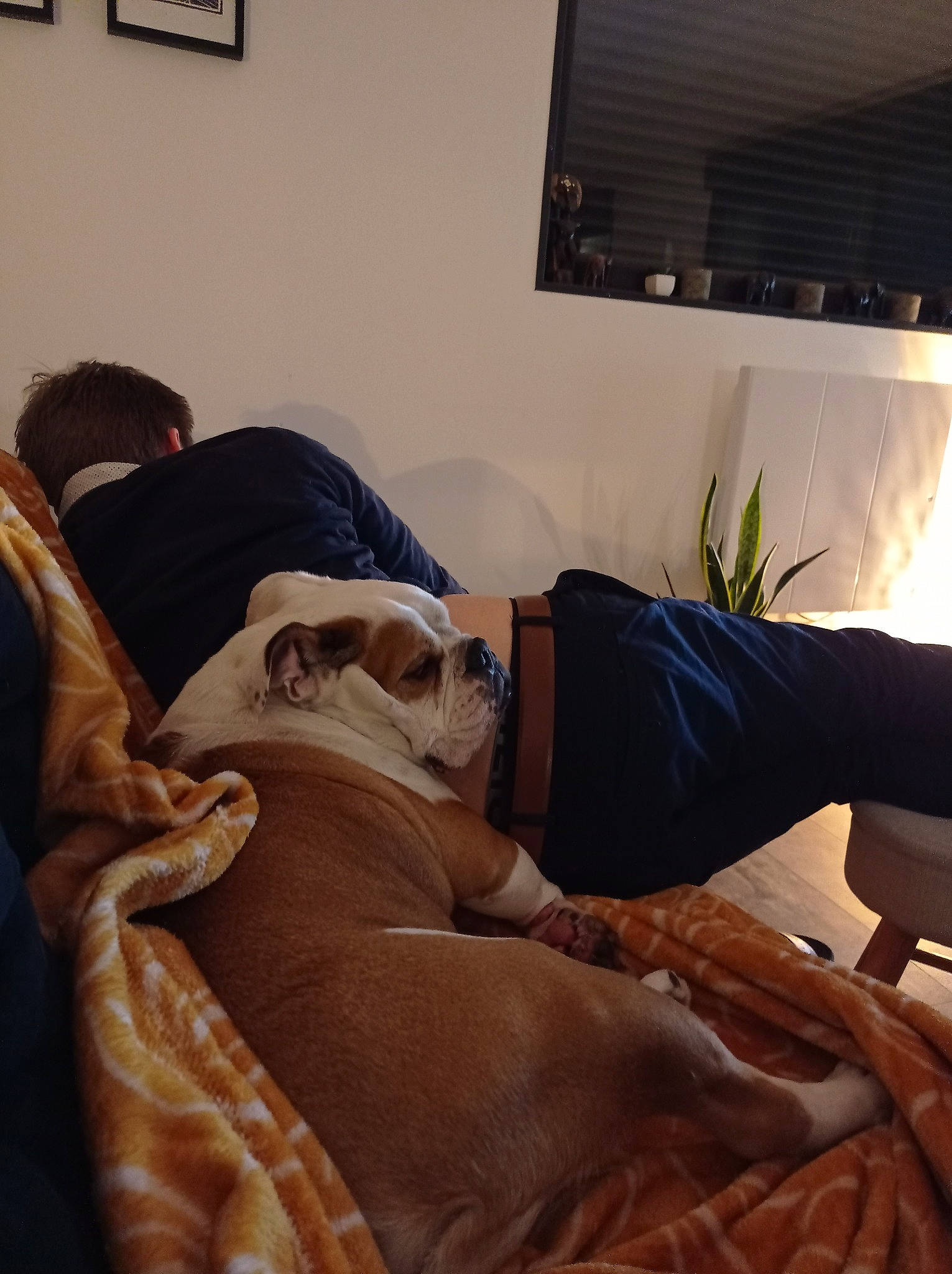 Hector a rejoint le concours — aidez-le/la à gagner de superbes lots ! bedding, bedroom, comfort, companion_dog, couch, eyewear, floor, flooring, hardwood, houseplant, human_leg, knee, leg, linens, living_room, picture_frame, room, sitting, thigh, wood