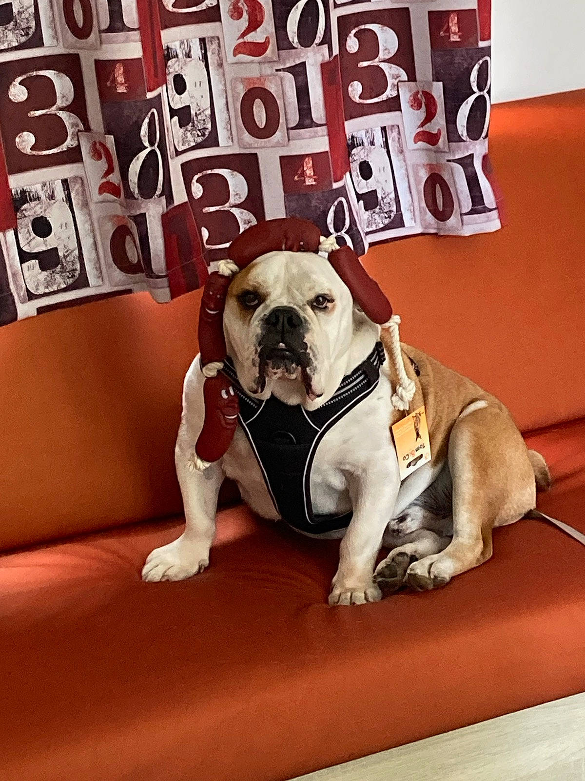 Hector participe au concours pour gagner de l'argent avec cette photo : bulldog, canidae, carnivore, collar, comfort, companion_dog, couch, dog, dog_breed, dog_collar, dog_supply, fawn, flooring, font, paw, pet_supply, puppy_love, snout, sporting_group, toy_dog