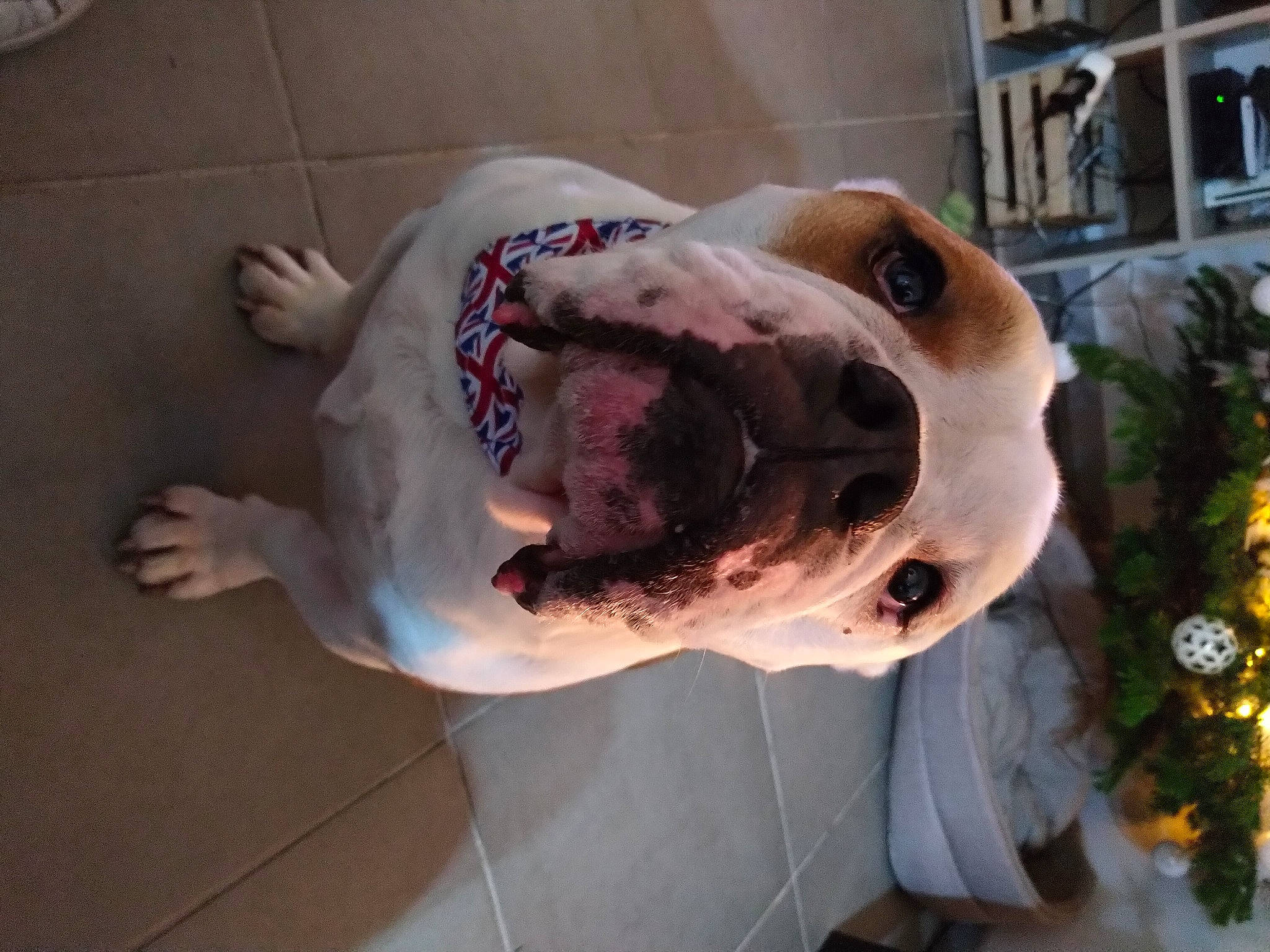 Hector a rejoint le concours — aidez-le/la à gagner de superbes lots ! canidae, carnivore, collar, companion_dog, dog, dog_breed, dog_collar, dog_supply, ear, fawn, fur, head, non_sporting_group, pet_supply, plant, snout, sporting_group, tail, working_animal