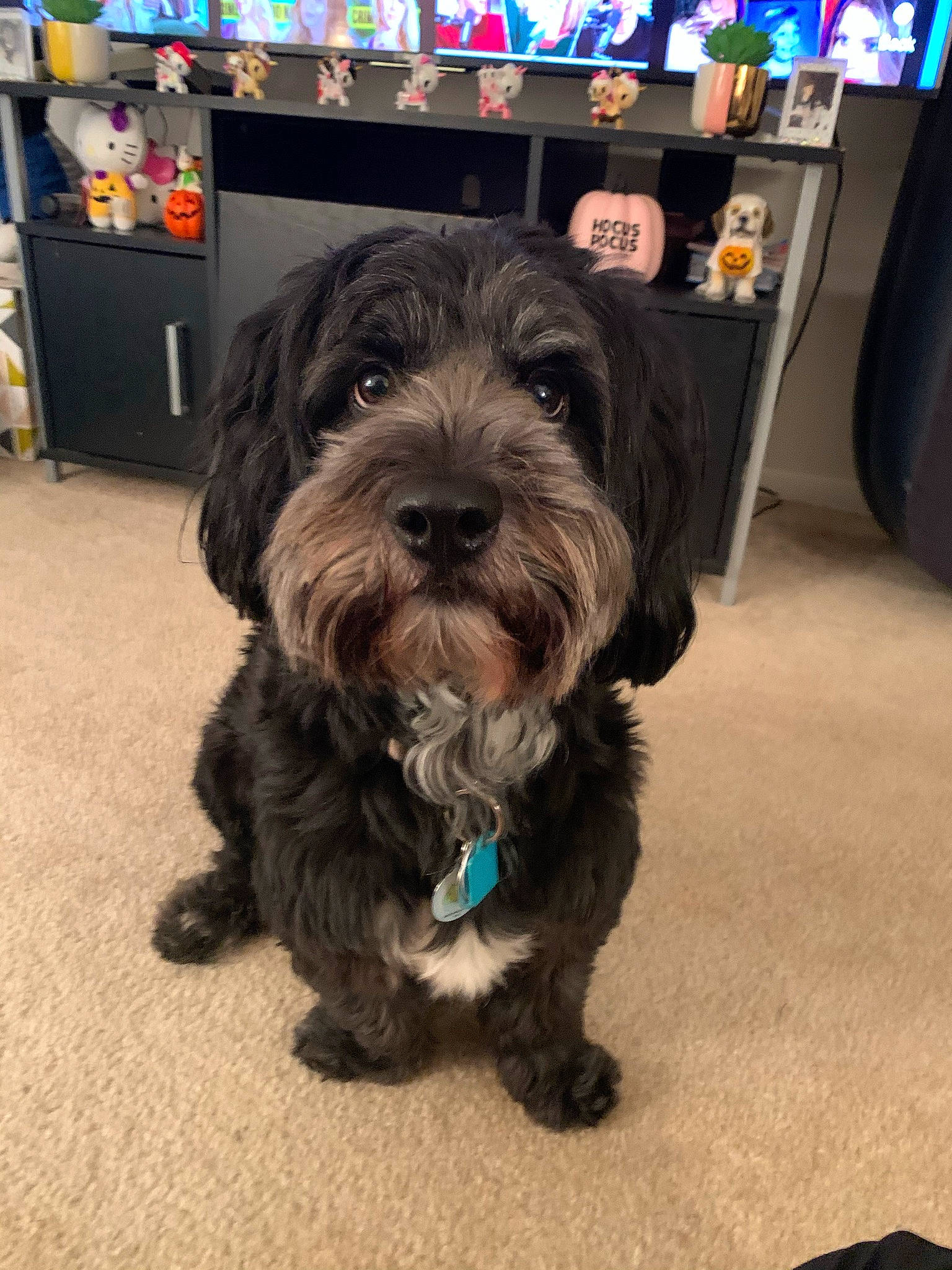 Suga joined the competition — help win amazing prizes! canidae, carnivore, companion_dog, dog, dog_breed, dog_collar, dog_supply, flooring, fur, liver, poodle_crossbreed, schnauzer, small_terrier, snout, sporting_group, terrier, toy_dog, working_animal, working_dog, yorkipoo