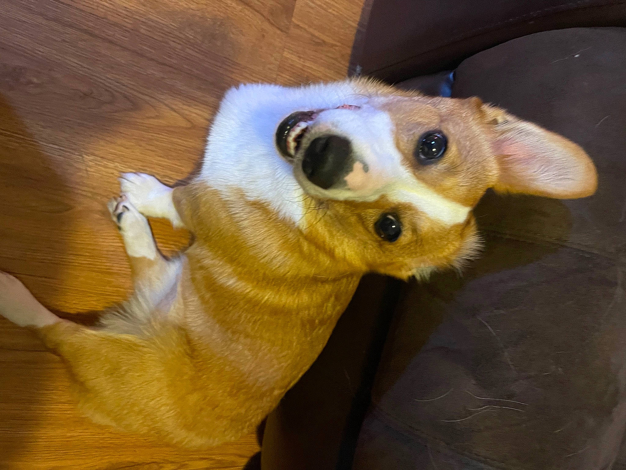 Lunita is registered to the contest to win money with this photo: carnivore, chihuahua, companion_dog, dog, dog_breed, ear, eye, fawn, hardwood, human_body, jaw, paw, snout, sporting_group, sunglasses, terrestrial_animal, toy_dog, whiskers, wood, working_animal