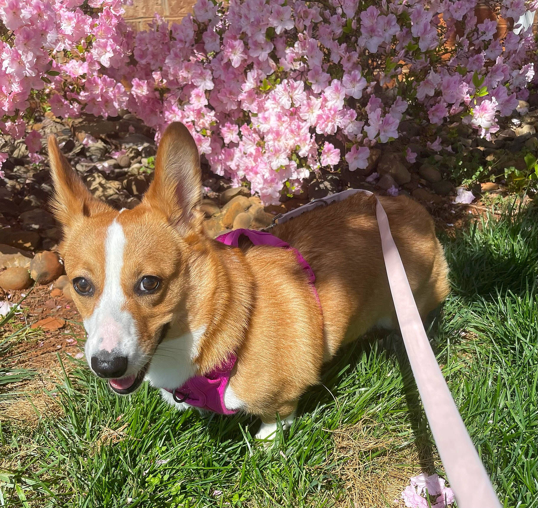 Lunita joined the competition — help win amazing prizes! blossom, canidae, cardigan_welsh_corgi, carnivore, collar, companion_dog, dog, dog_breed, dog_supply, fawn, flower, fur, grass, groundcover, plant, puppy, snout, sporting_group, tail, twig
