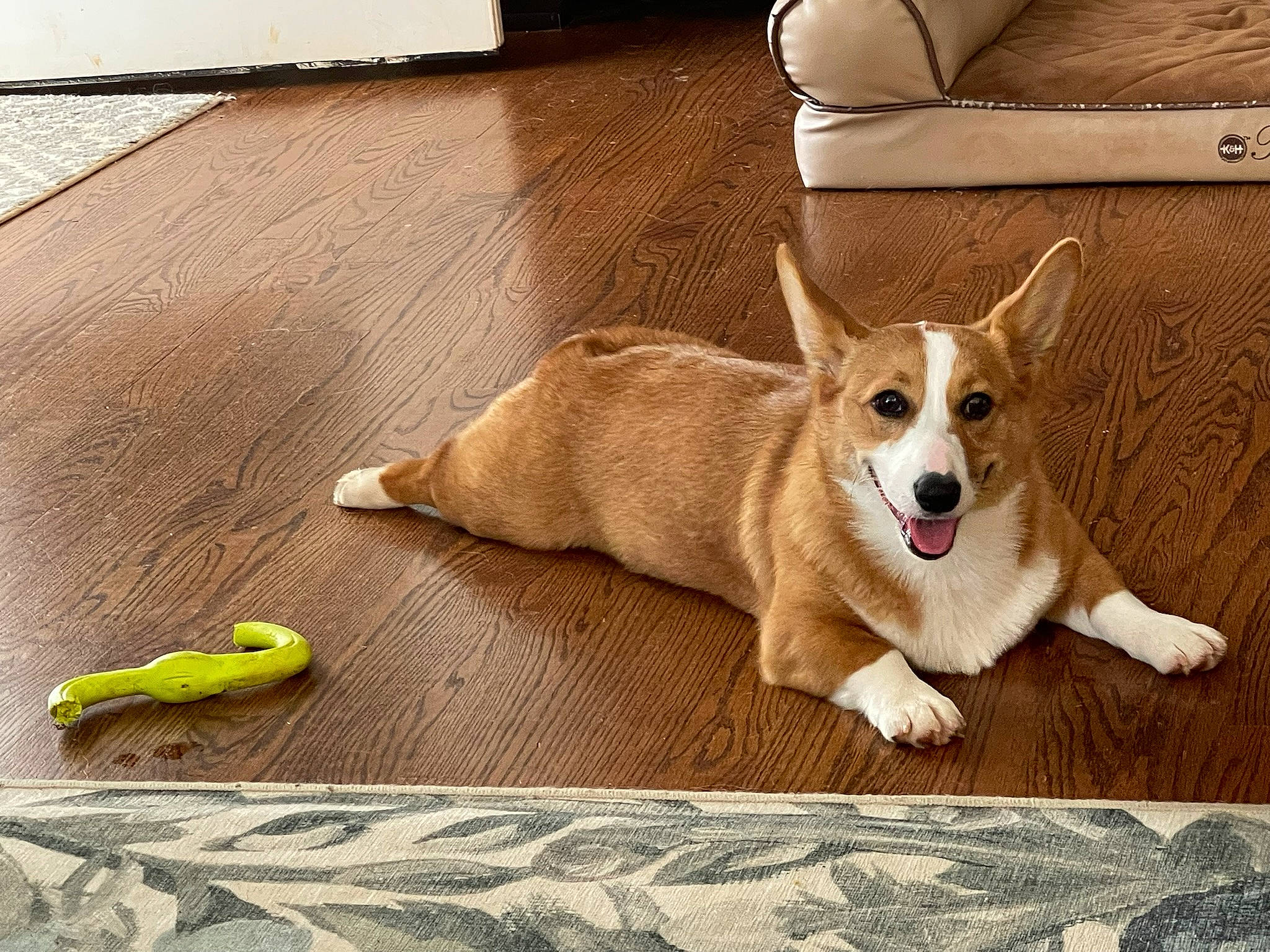 Lunita joined the competition — help win amazing prizes! carnivore, collar, comfort, companion_dog, dog, dog_breed, dog_supply, fawn, floor, flooring, fur, hardwood, laminate_flooring, paw, snout, sporting_group, tail, wood, wood_flooring, working_animal