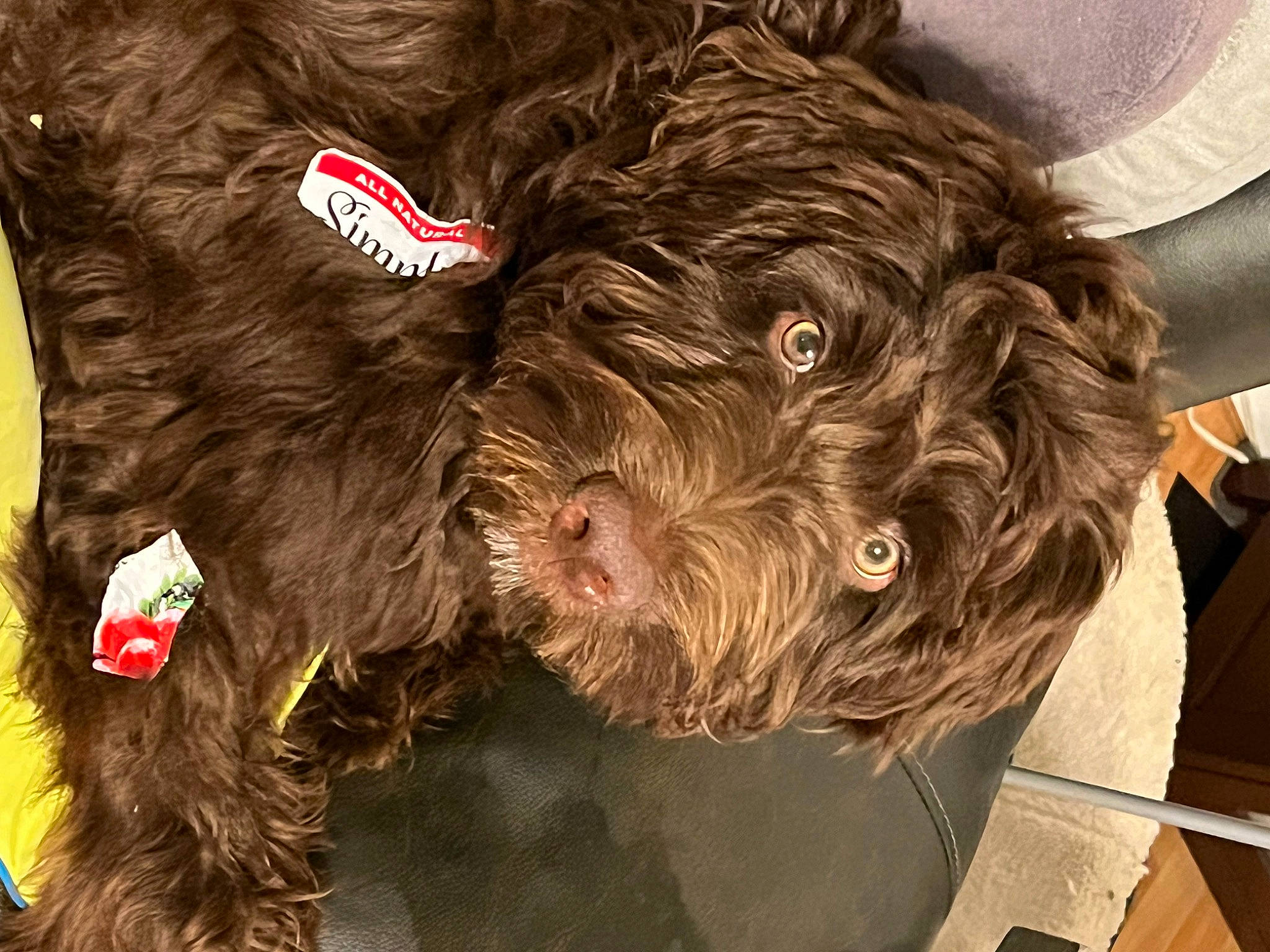 Max is registered to the contest to win money with this photo: canidae, carnivore, companion_dog, dog, dog_breed, dog_collar, fictional_character, fur, labradoodle, liver, small_terrier, snout, sporting_group, terrier, toy_dog, water_dog, working_animal, yorkipoo