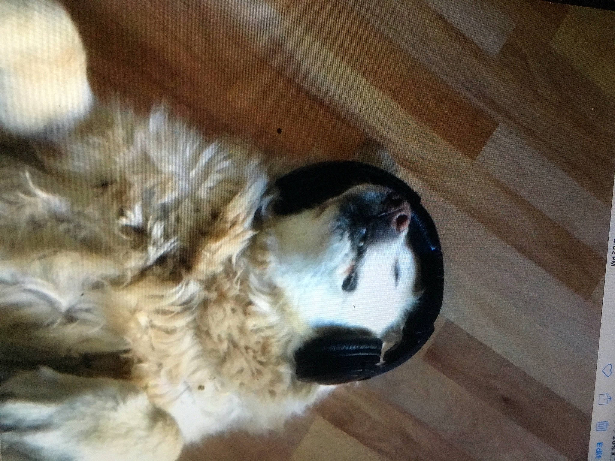 Ivy joined the competition — help win amazing prizes! carnivore, companion_dog, dog, dog_breed, fawn, felidae, flooring, fur, hardwood, liver, paw, plank, plywood, retriever, spaniel, tail, varnish, whiskers, wood, wood_stain