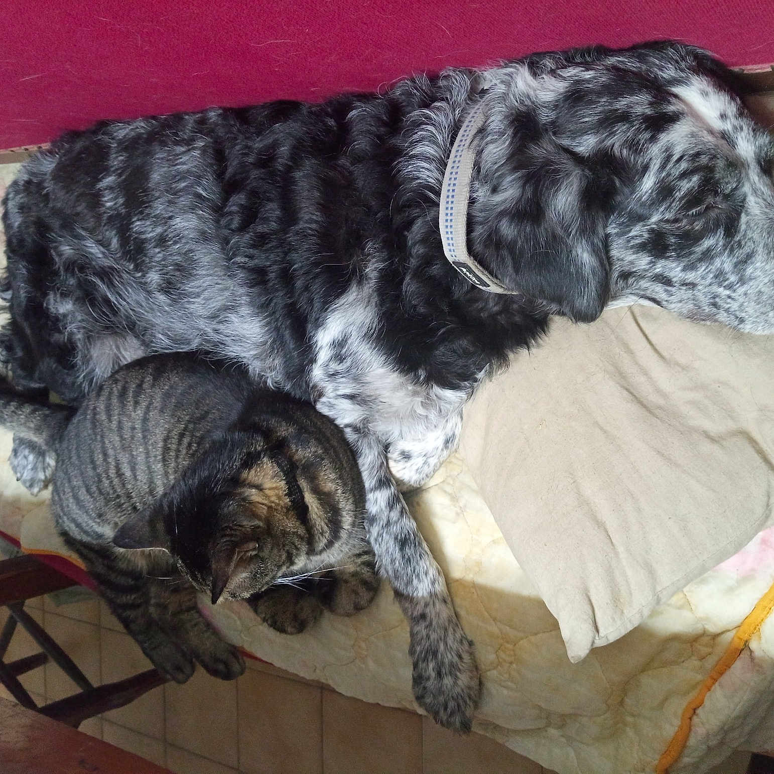 Opale