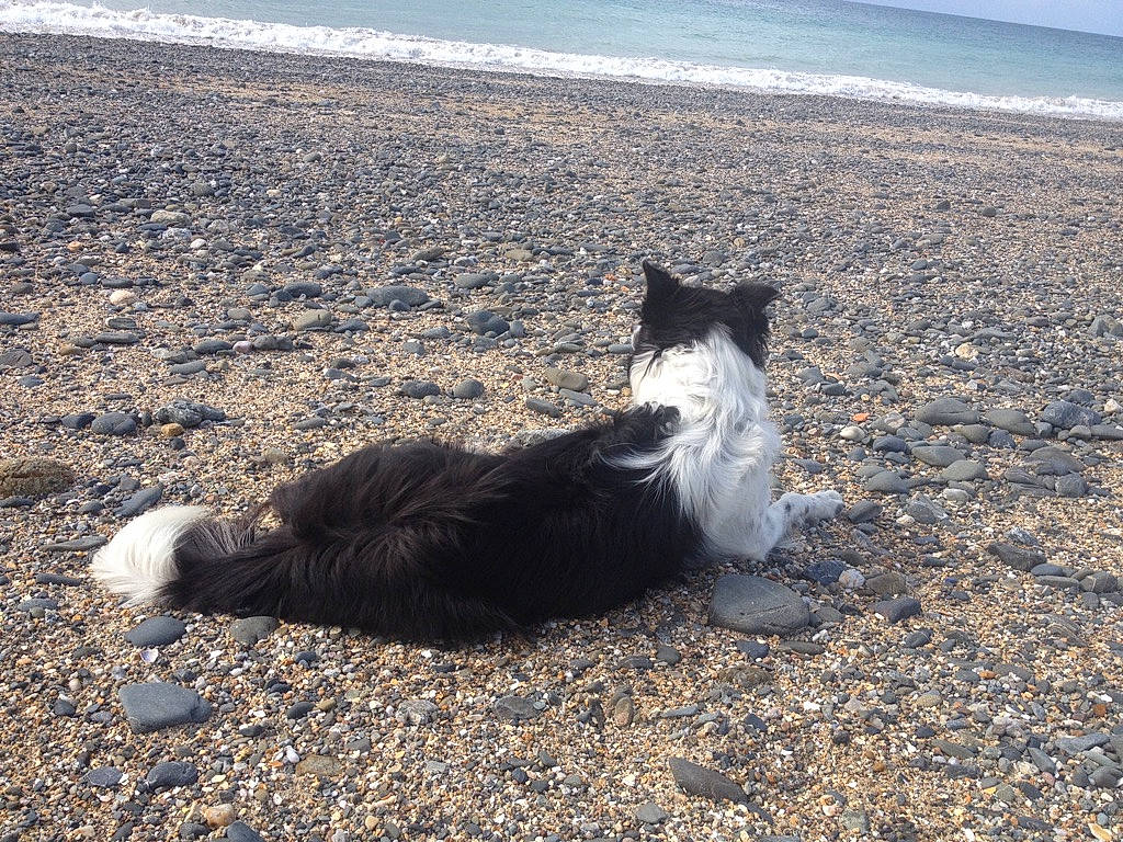 Ippy a rejoint le concours — aidez-le/la à gagner de superbes lots ! beach, body_of_water, carnivore, cat, coast, dog_breed, felidae, fur, grass, herding_dog, ocean, sand, shadow, shore, sky, small_to_medium_sized_cats, soil, tail, water, wind_wave