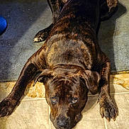 Blaze is registered to the contest to win money with this photo: animal, black, brindle_coat, brown, canine, carpet, companion, cute, dog, ears, expression, floor, indoor, looking_up, lying_down, nails, paws, pet, tile_floor, waiting