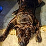 animal, black, brindle_coat, brown, canine, carpet, companion, cute, dog, ears, expression, floor, indoor, looking_up, lying_down, nails, paws, pet, tile_floor, waiting