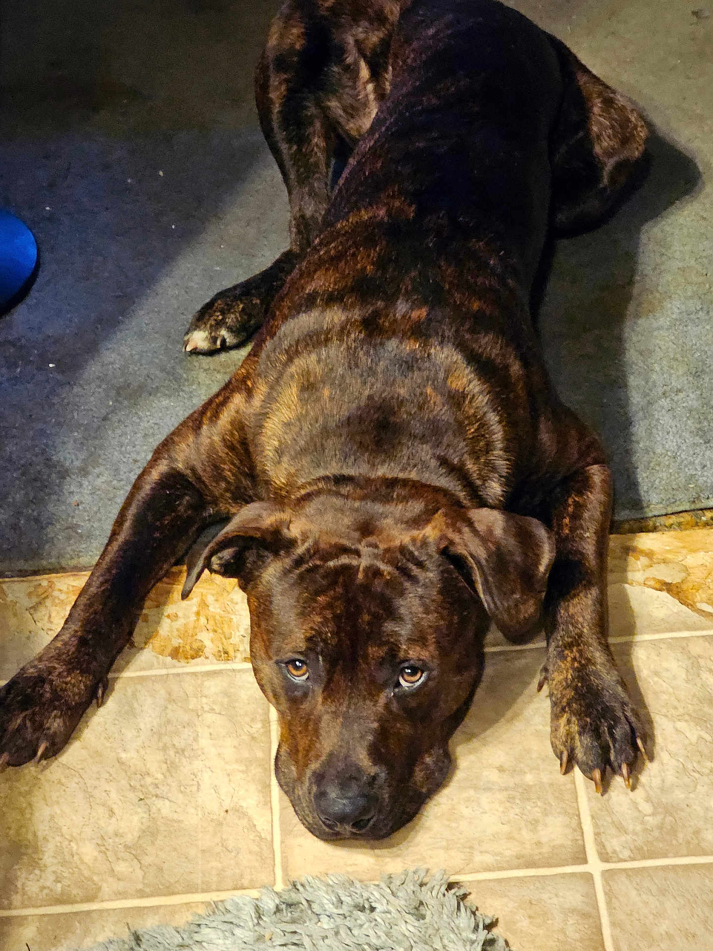 Blaze is registered to the contest to win money with this photo: animal, black, brindle_coat, brown, canine, carpet, companion, cute, dog, ears, expression, floor, indoor, looking_up, lying_down, nails, paws, pet, tile_floor, waiting