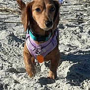 Nami joined the competition — help win amazing prizes! animal, beach, blue_sky, canine, collar, curious, dachshund, dog, harness, leash, nature, outdoor, pet, puppy, rocks, sand, small_dog, sunlight, walking, water