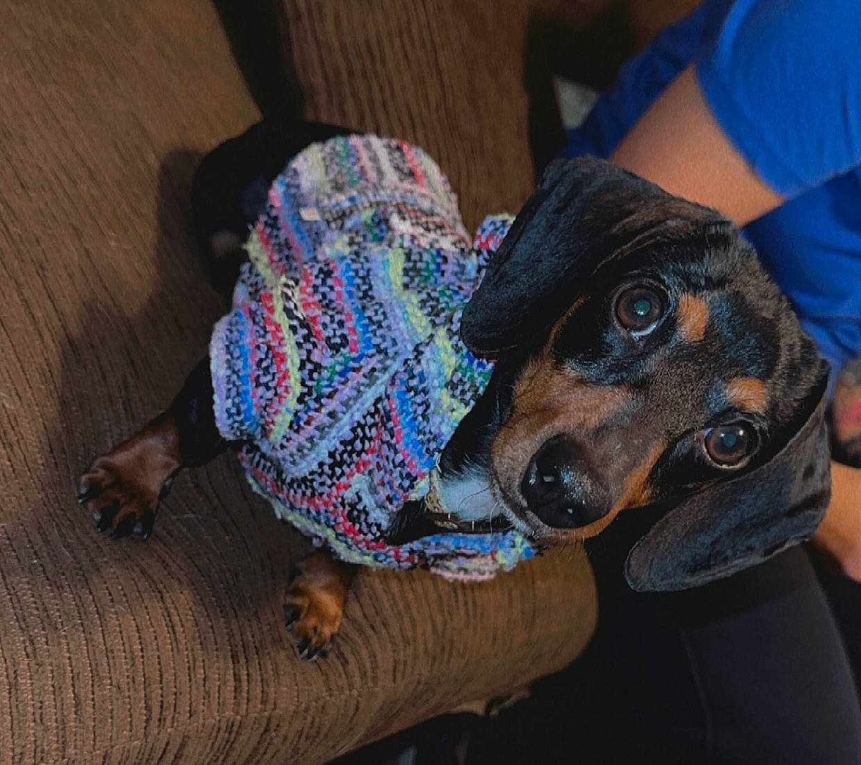 Letty joined the competition — help win amazing prizes! canidae, carnivore, comfort, companion_dog, dog, dog_breed, dog_clothes, dog_supply, electric_blue, fashion_accessory, fawn, flooring, fur, guard_dog, leash, pattern, sleeve, snout, wood, wrist